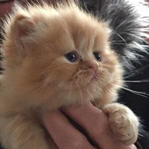 Meet your Posher, Muriel